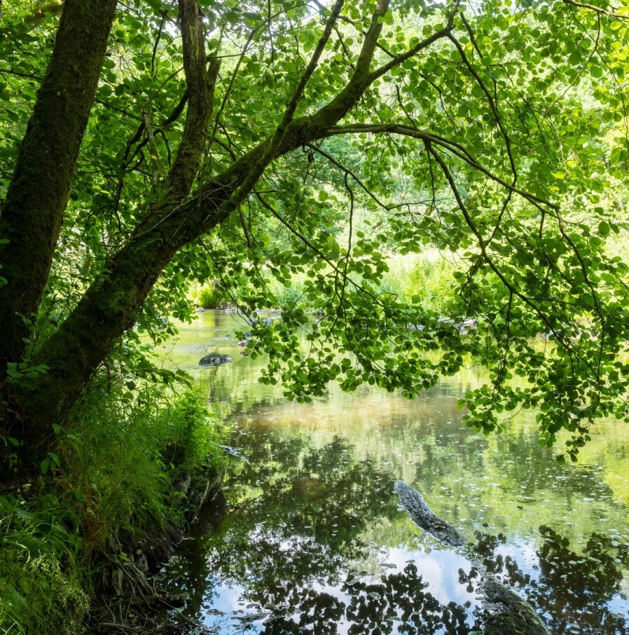 Eindejaar in de Ardennen